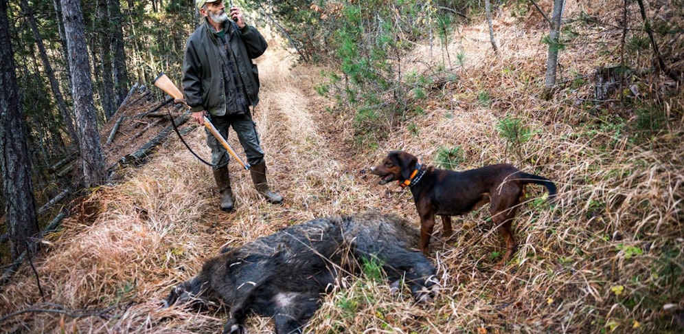 In Tschechien wurden 80 km von der österreichischen Grenze entfernt 191 verseuchte Wildschweine erlegt.