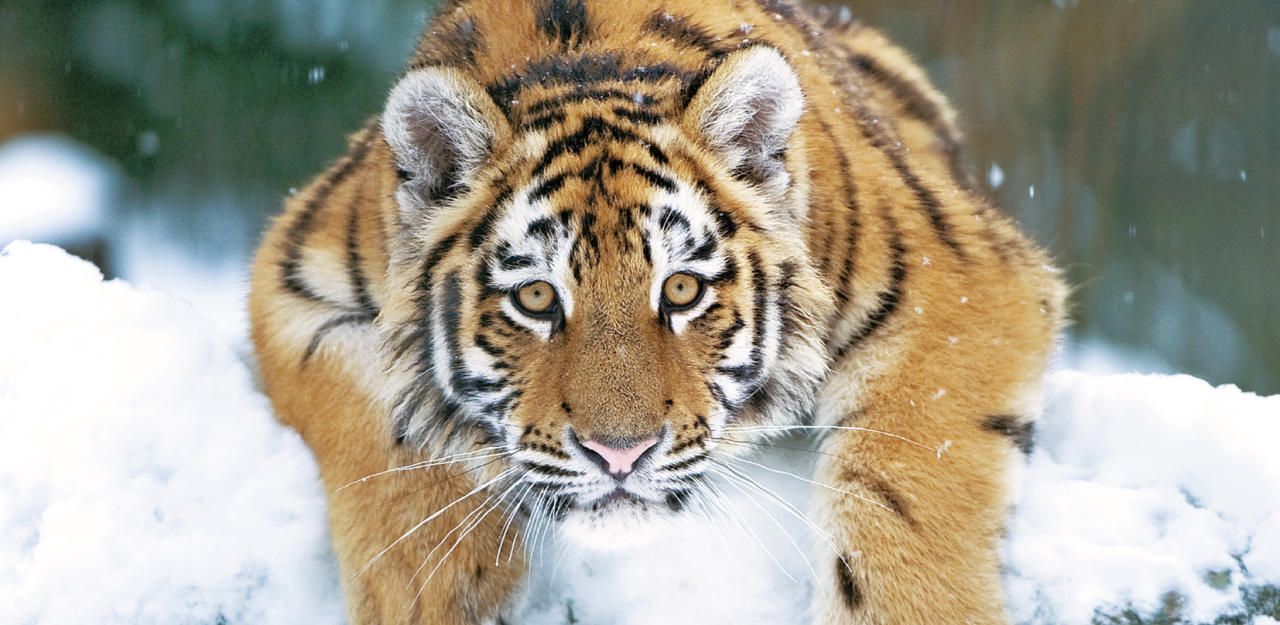 Heute.at - Für dieses Kätzchen ist Schnee das Größte