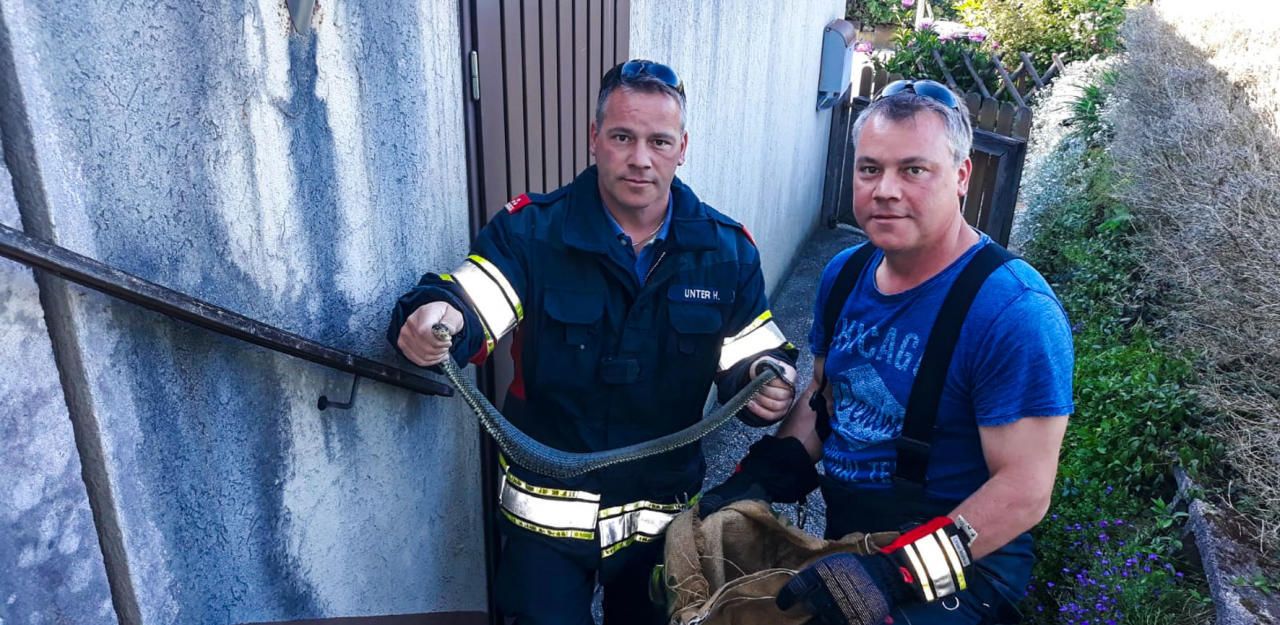 Heute.at - Schlangenalarm für Feuerwehr-Zwillinge