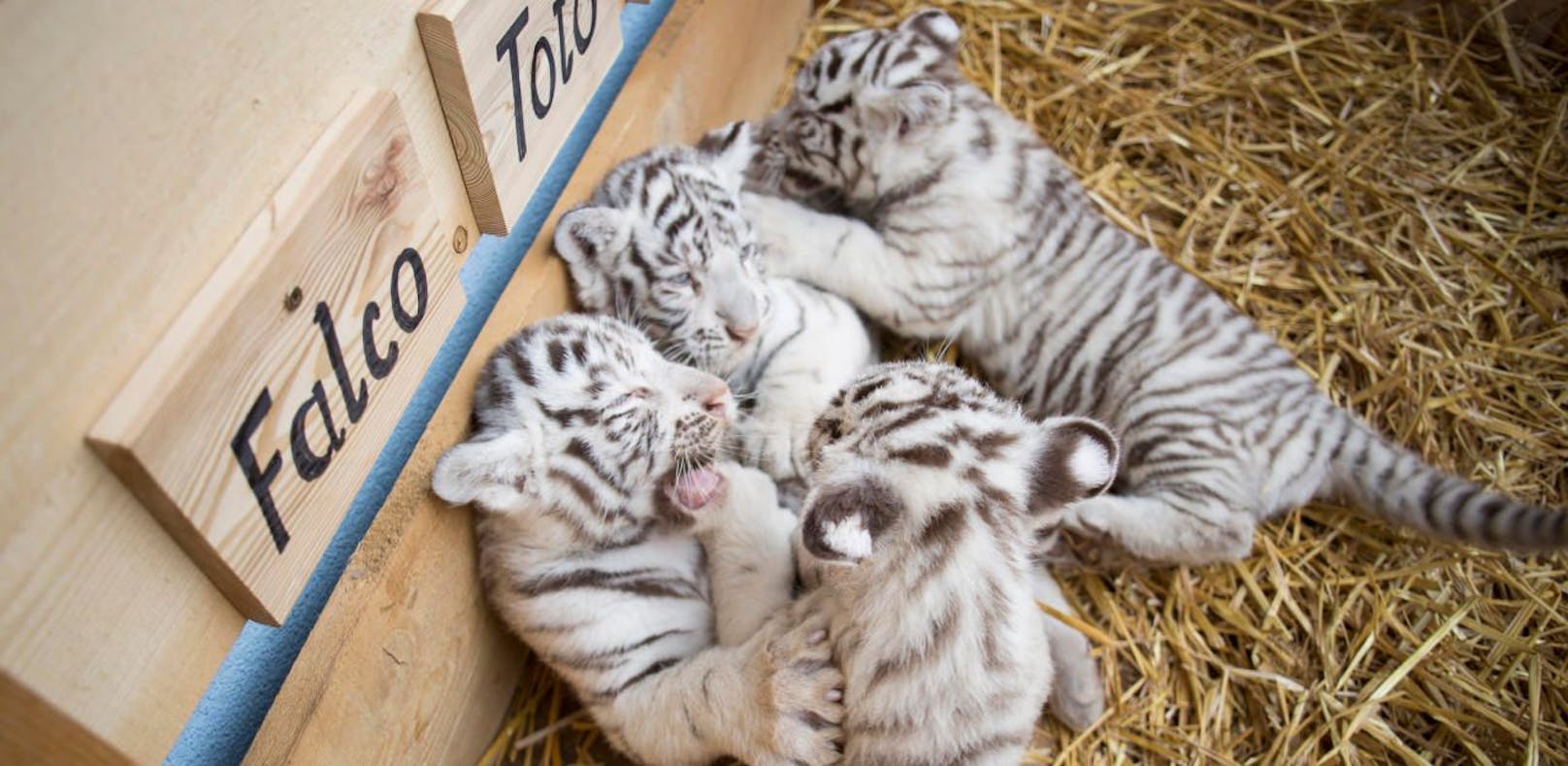 Taufe: Prominente Paten für weiße Tiger-Babys