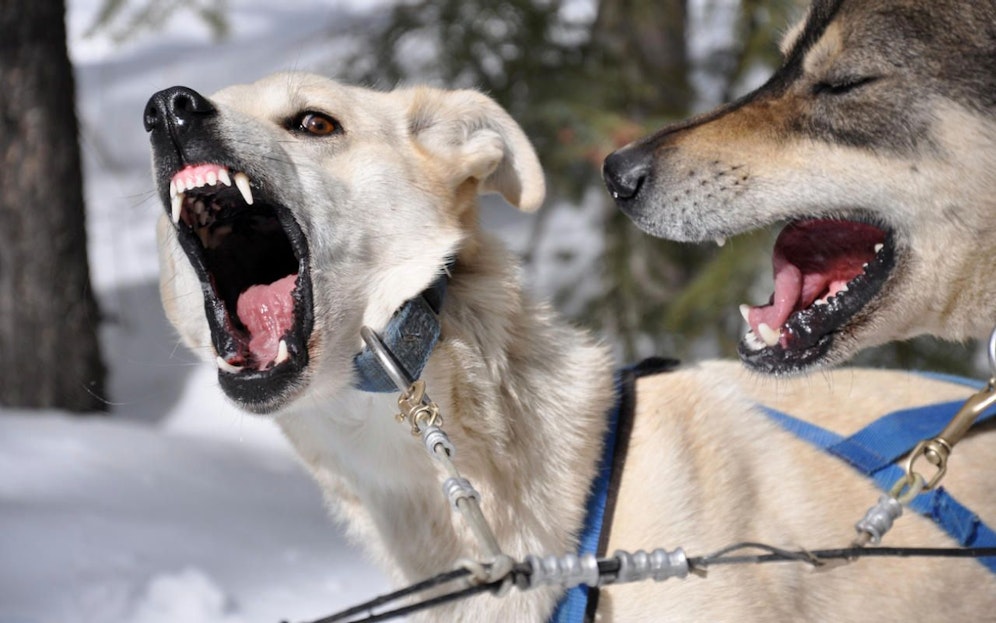 Die beiden Schlittenhunde attackierten die Frau