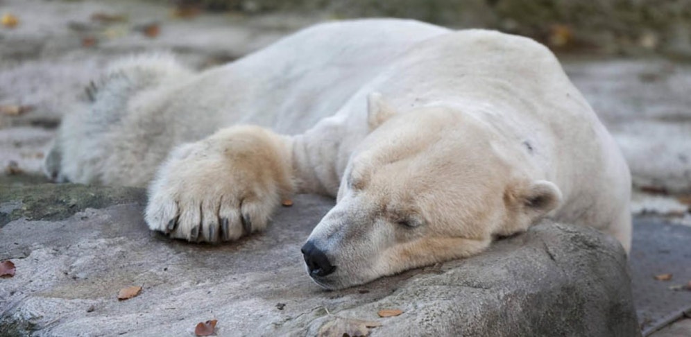Eisbär Yoghi ist gestorben    Polar Bear Yogi LAT Ursus maritimus Zoo Hellabrunn Munich 01 11 2012