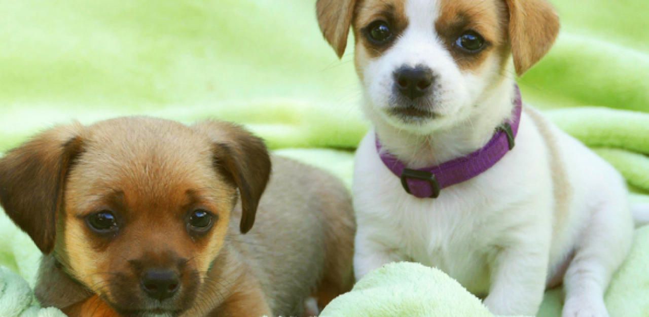 Heute.at - Welpen in Spendenbox des Tierheims ausgesetzt