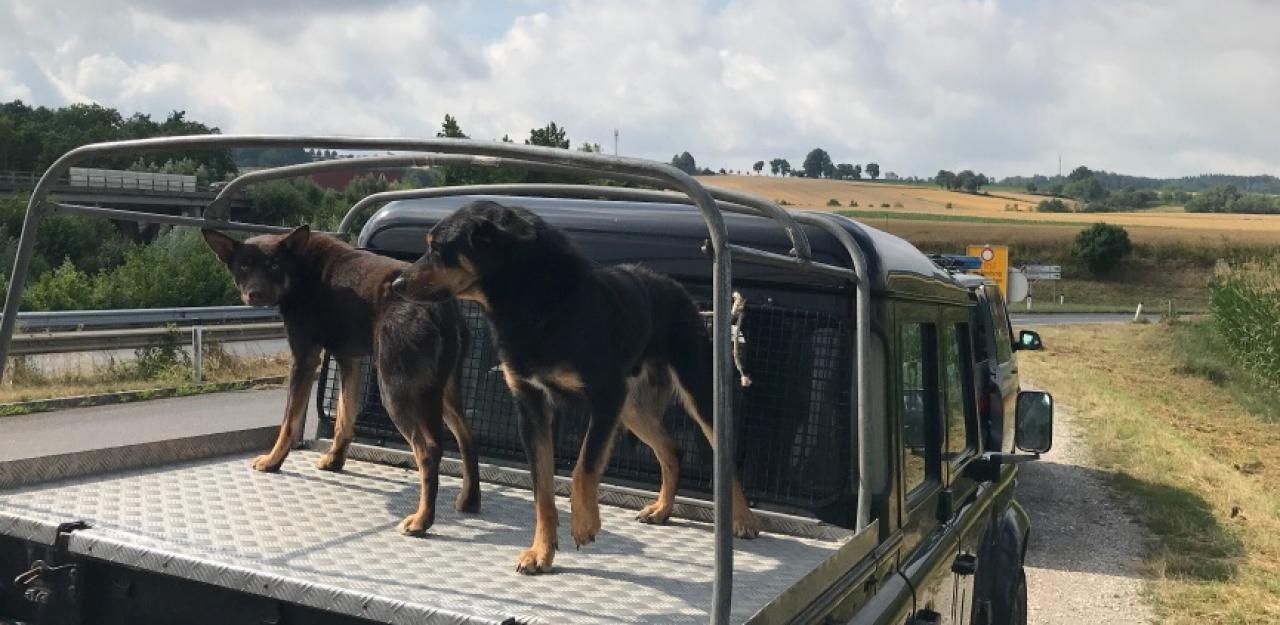 Heute.at - Hunde auf der Ladefläche:  Wahnsinnsfahrt im Video