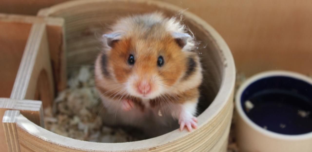 Heute.at - Hamster-Mädchen in Müllraum ausgesetzt