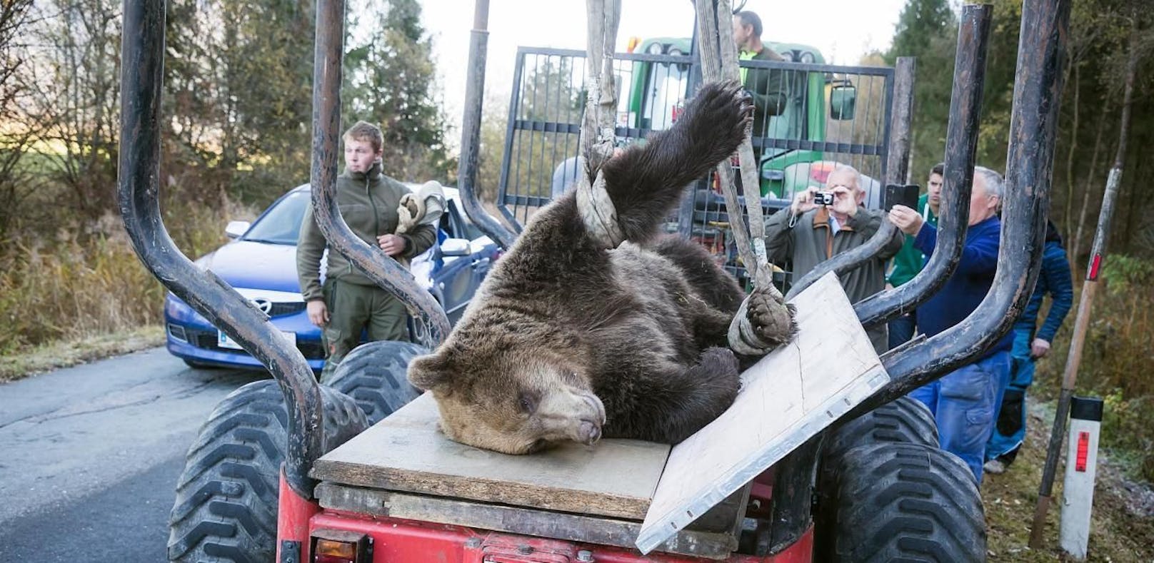 Crash-Bär wird ausgestopft und kommt ins Museum