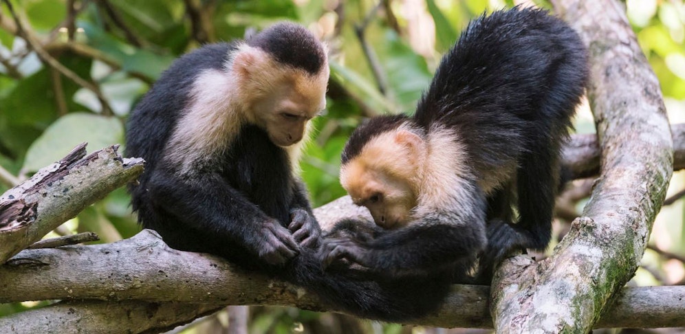So süß: Kapuzineräffchen, aber leider nicht für 31-Jährige