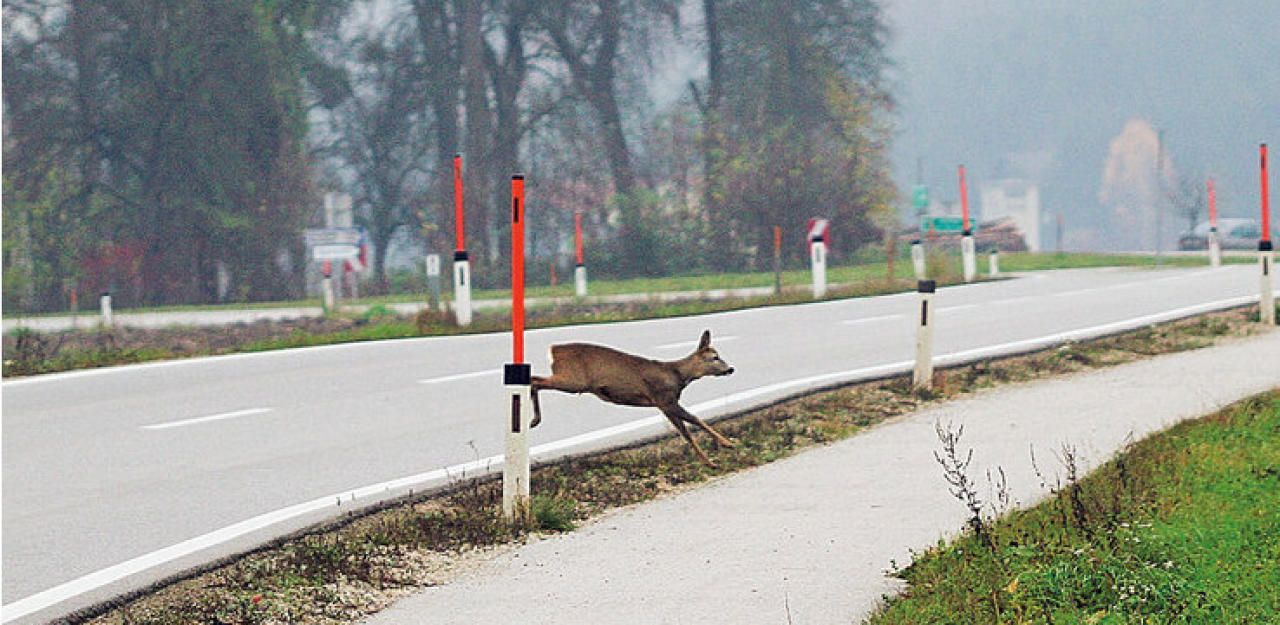 Lebensgefährlich: Ein Reh beim Überqueren einer Straße.