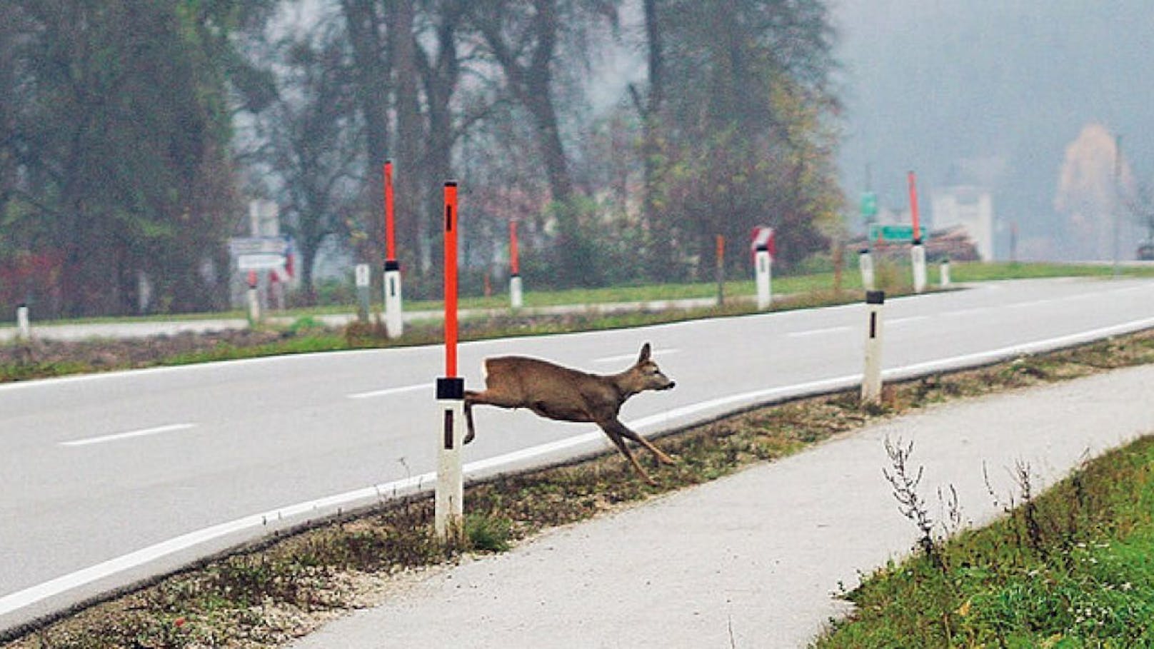 Klimakrise vergrößert Gefahr von Wildtier-Unfällen