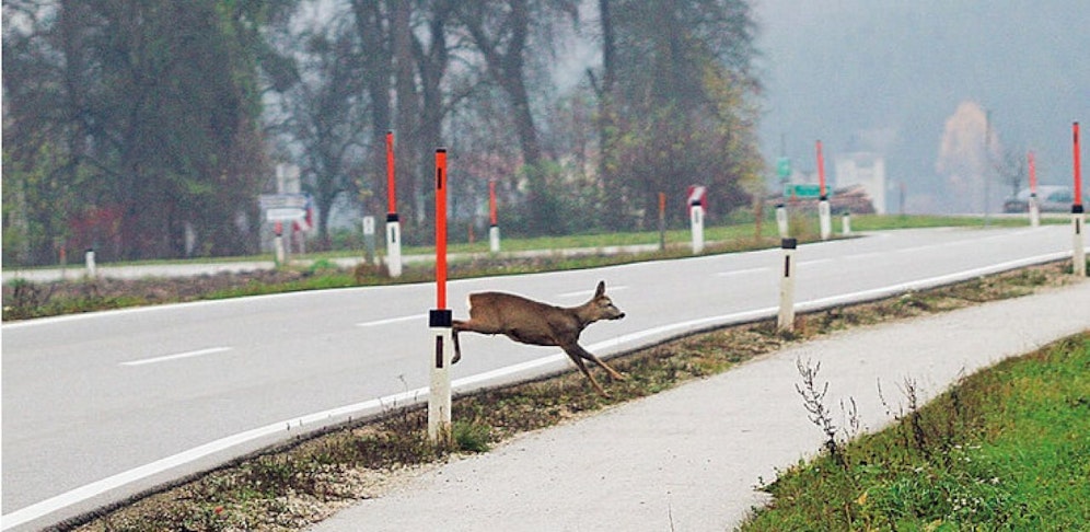 Laut Angaben des Motorradfahrers liefen ihm drei Rehe vors Bike, der Mann stürzte. Symbolbild.