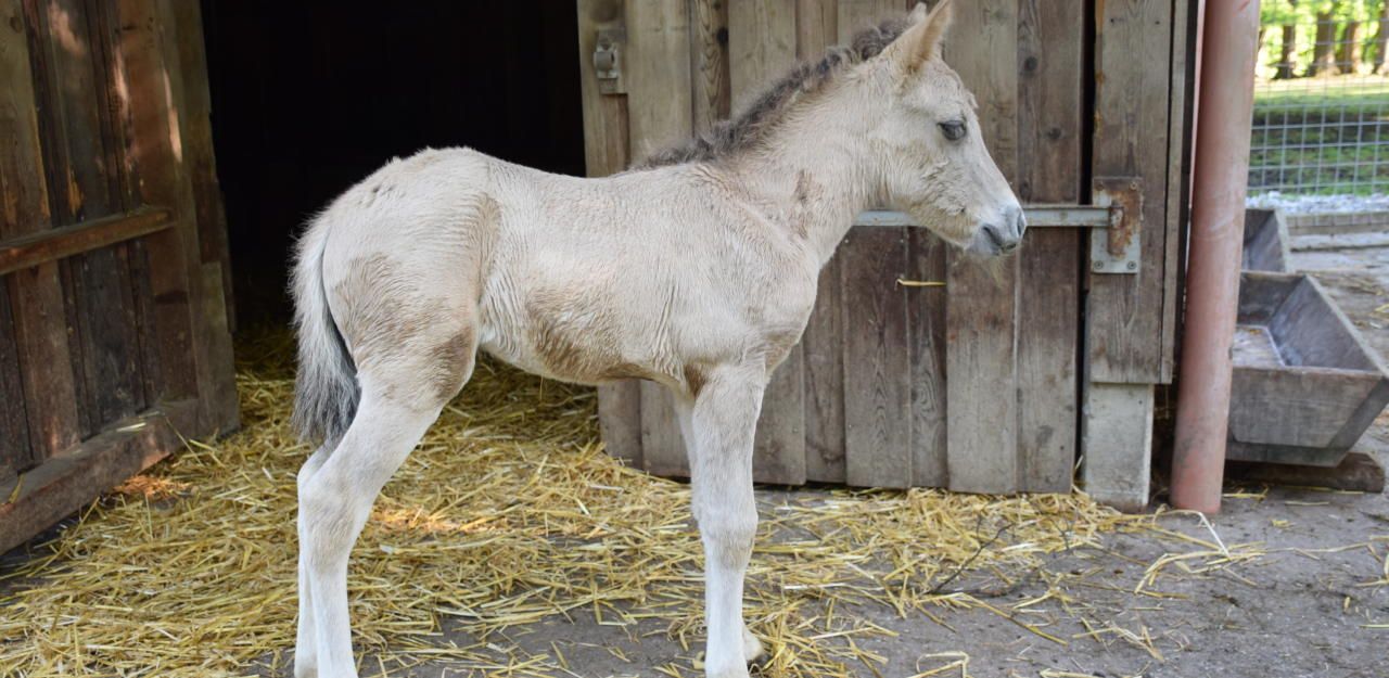 Heute.at - Tarpan-Baby traute sich erstmals vor die Kamera