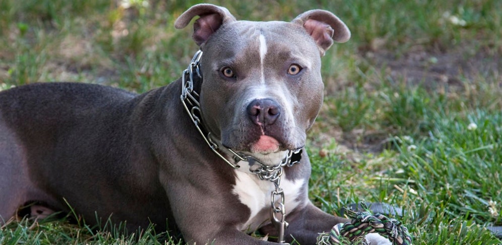 Der Mann bezeichnete einen Pitbull als "süßen Hund".