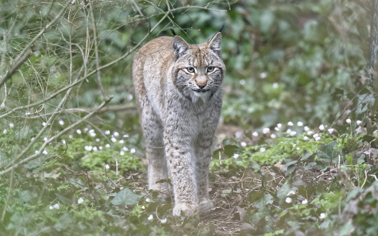 Heute.at - Luchs tot: 15.000 Euro für Hinweise auf Täter