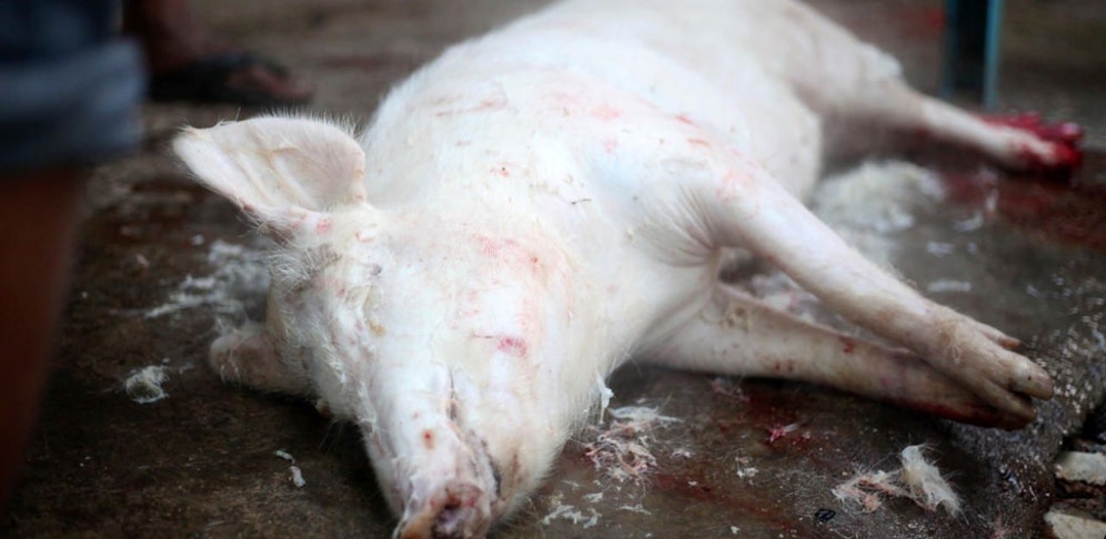 Der Landwirt hortete 70 bis 80 tote Schweine.