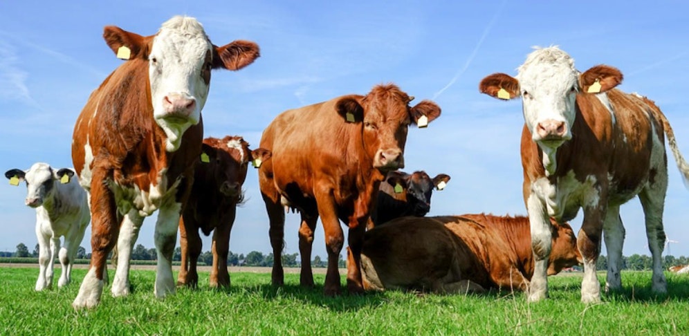 Die beiden Wanderer bekamen es mit einer Kuhherde zu tun