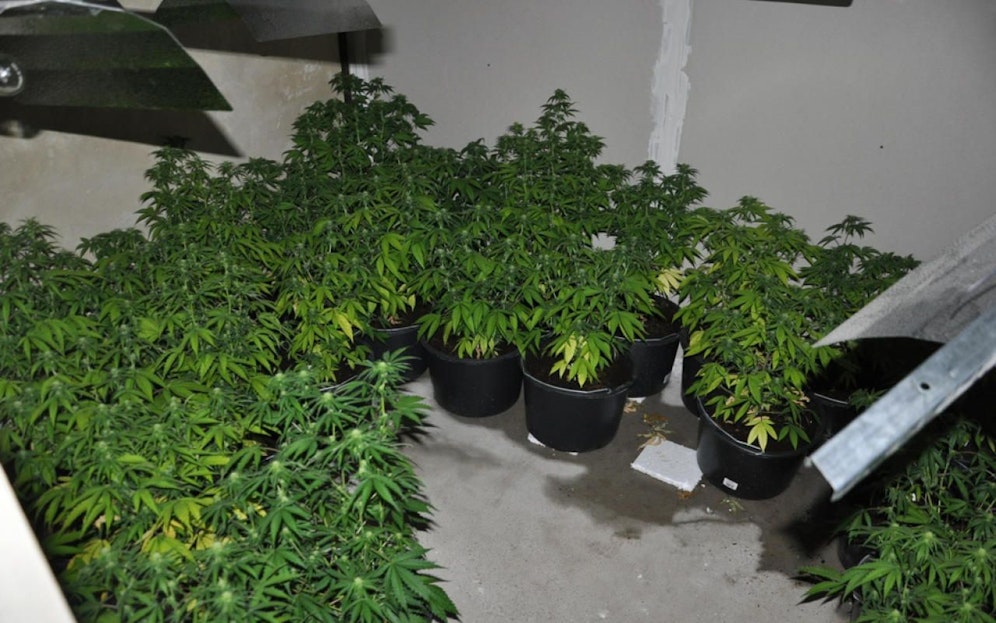 Die Beschuldigten gaben zu, fünf KIlo "Gras" verkauft zu haben.