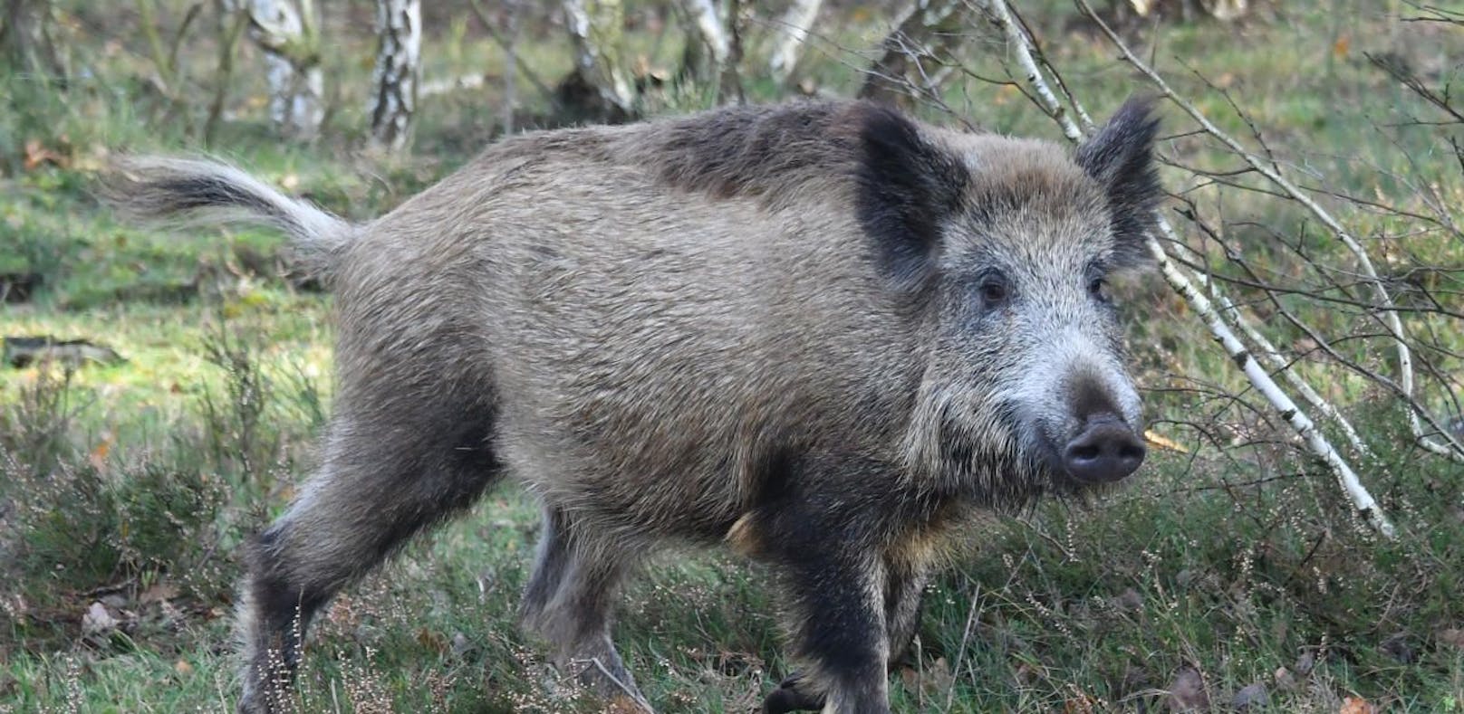 Die Wildschweinjagd kostete einen deutschen Jäger das Leben. (Symbolbild)