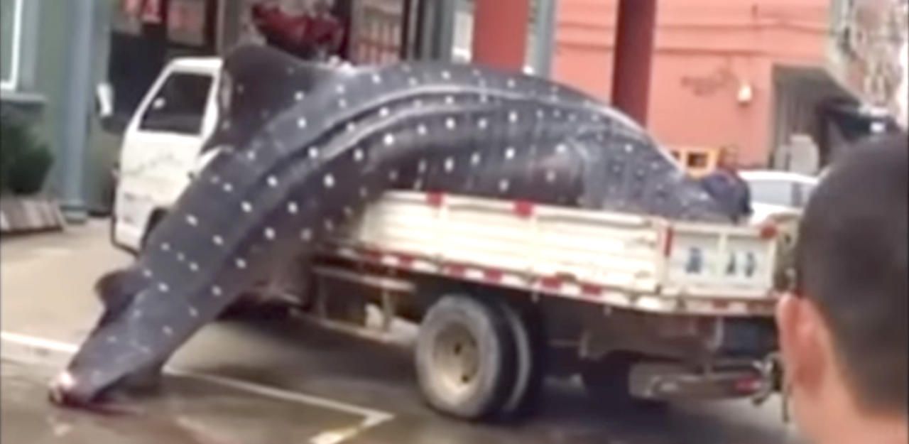 Heute.at - Schock: Fischer schlachtet bedrohten Riesenhai