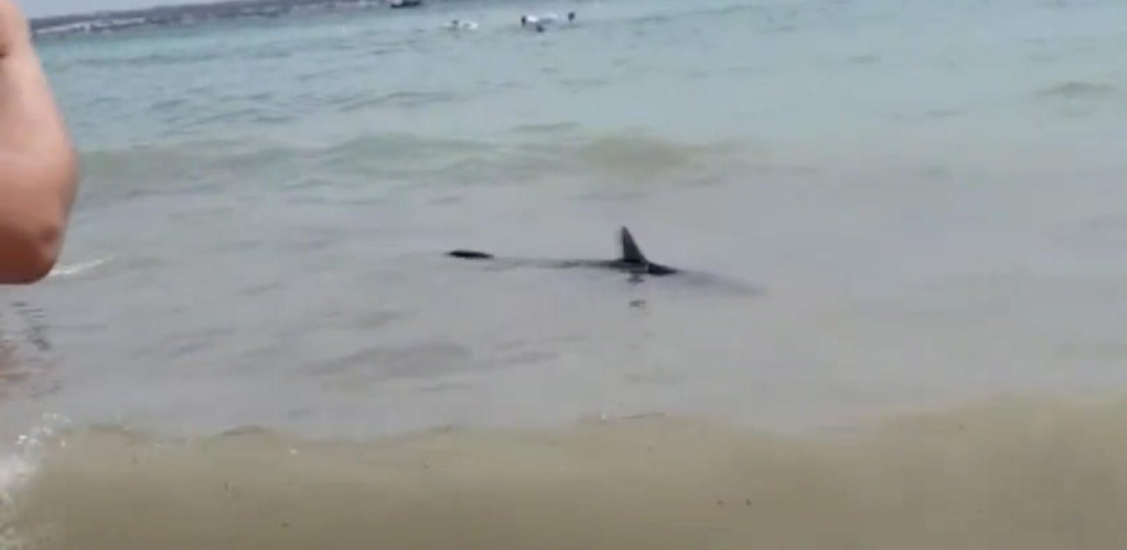 Der etwa zwei bis drei Meter lange Hai attackierte eine österreichische Ägypten-Urlauberin.