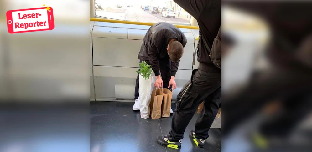 Hanfpflanze in der Straßenbahnlinie 71. 