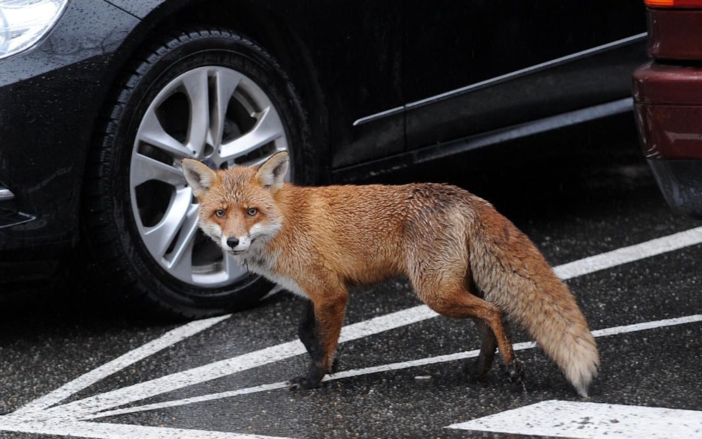 Ein Fuchs hat sich vergangene Woche in der Nacht ins Unispital Zürich geschlichen. Symbolfoto