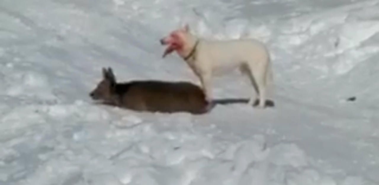 Heute.at - Polizei folgte Husky mit Skidoo zu Besitzerin (26)