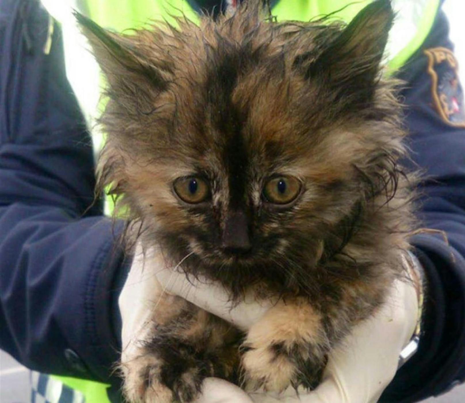 Zwei Polizisten retteten dieses kleine Kätzchen.