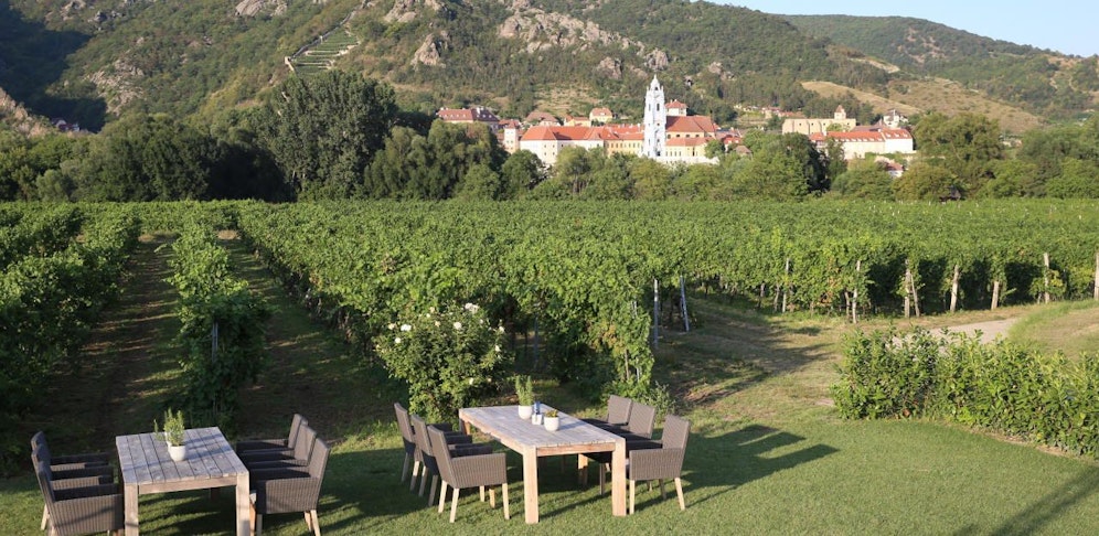 Oberösterreich könnte bald schon zu einer kleinen Wachau werden. Zumindest was den Grünen Veltliner betrifft. 