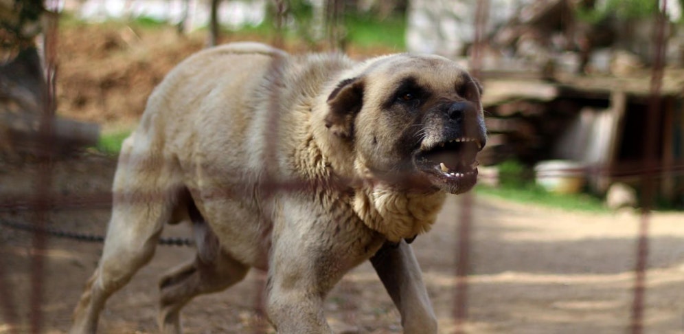 Der Kangal sprang über einen Zaun und attackierte einen Mann und dessen Hund