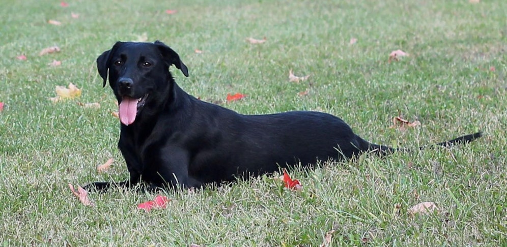 Ein siebenjähriger Bub wurde in Vorarlberg vom eigenen Familienhund angegriffen (Symbolbild).