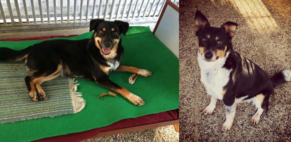 Mario und Luigi suchen ein neues Zuhause.