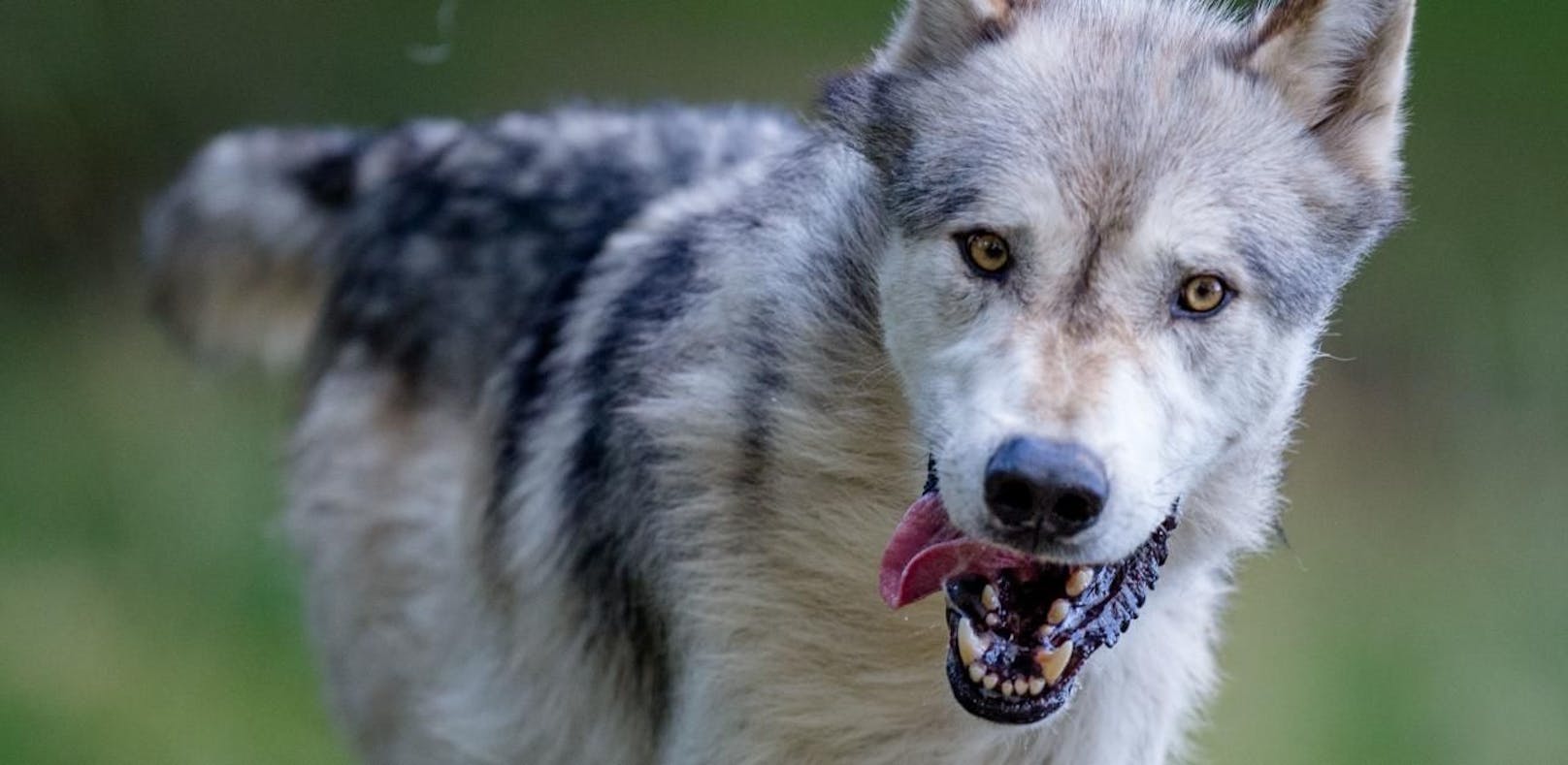 Wolf in Ernstbrunn: Sind sie kooperativer als Hunde?