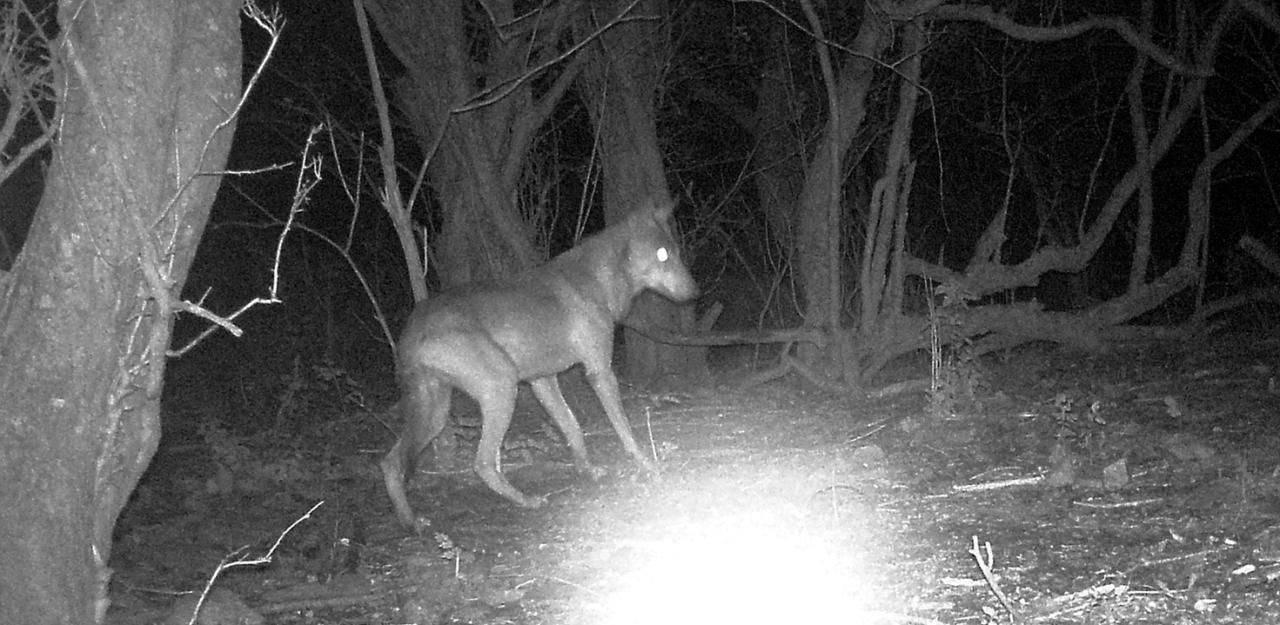 Heute.at - Halb Hund, halb Wolf: Erschießen, sofort!