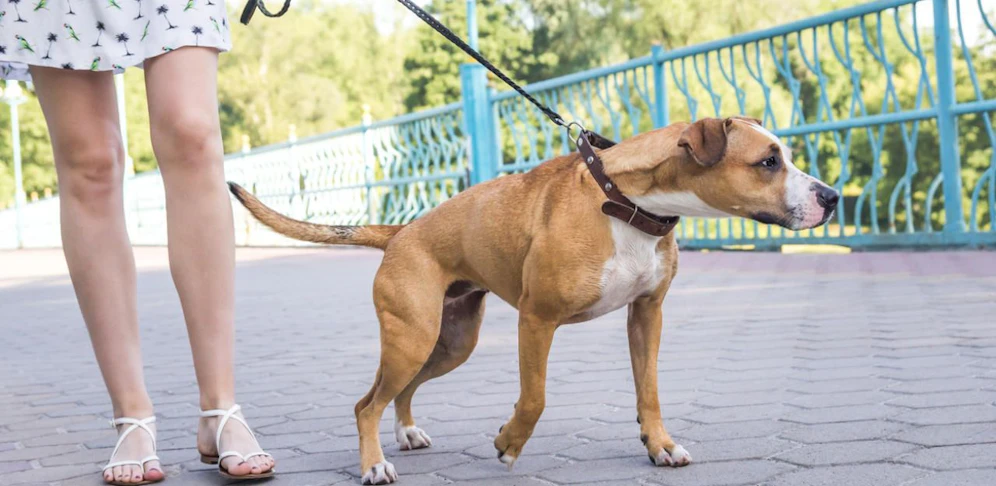Der Hund beschützte sein Frauchen vor den drei Männern