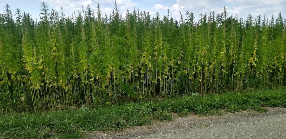 Hanffeld im Weinviertel. 