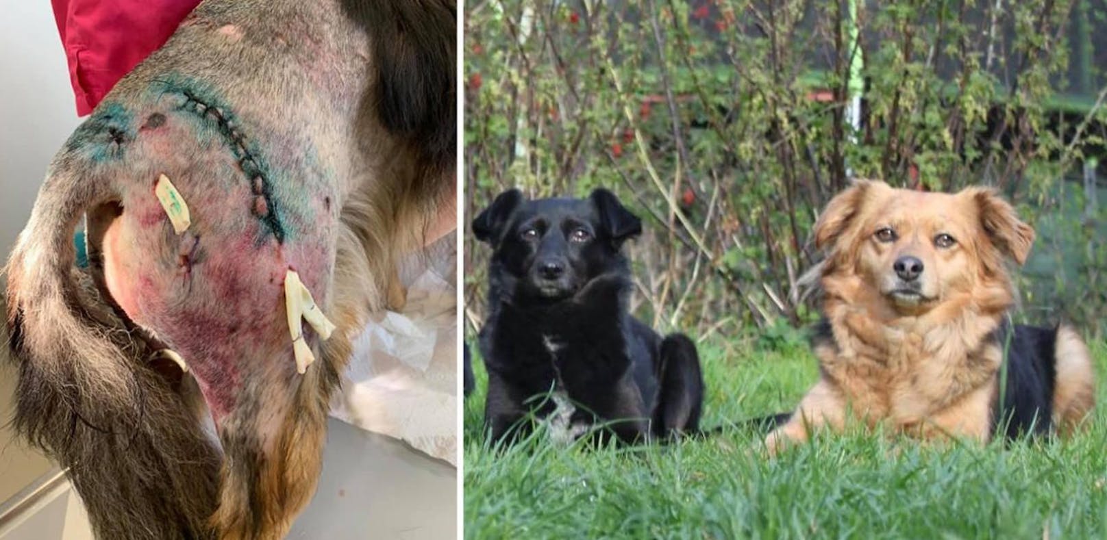 Hund verletzte vor Angriff auf Hunde auch Frau (21)
