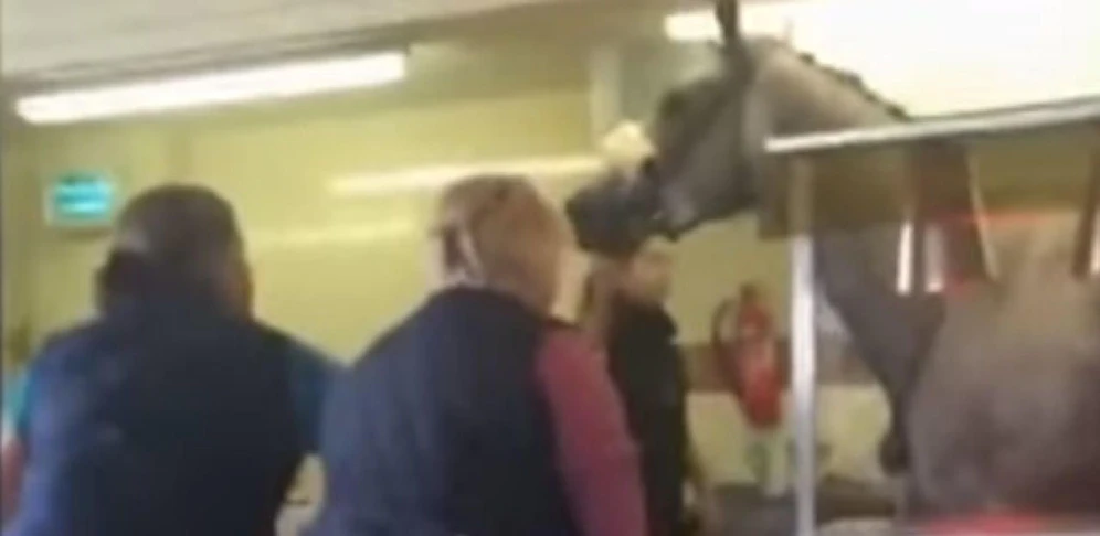 Stute Rosamaria hat sich in die Kantine verlaufen.