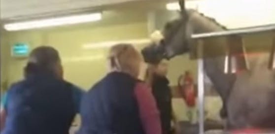 Stute Rosamaria hat sich in die Kantine verlaufen.