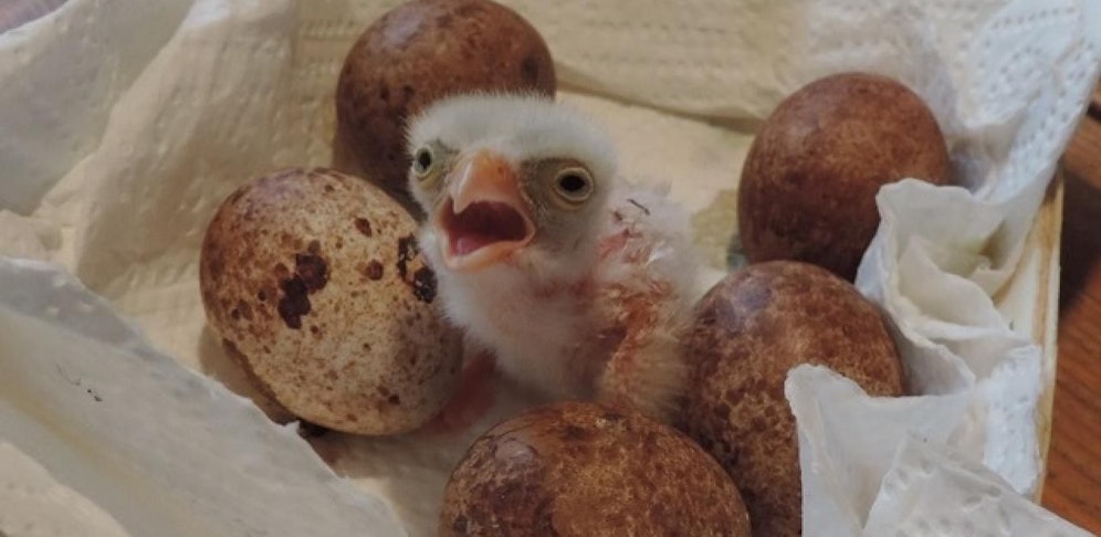 Der kleine Schreihals wird von Zieheltern aufgezogen.