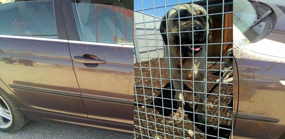 Im April war es in Untersiebenbrunn zu der tödlichen Hunde-Attacke gekommen; einer der beiden Kangals.
