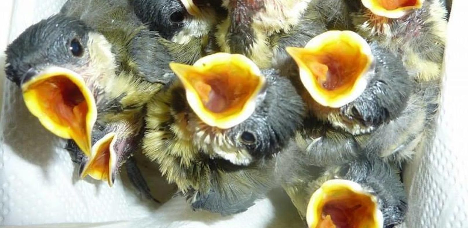 Trockener Boden lässt unsere Vögel hungern