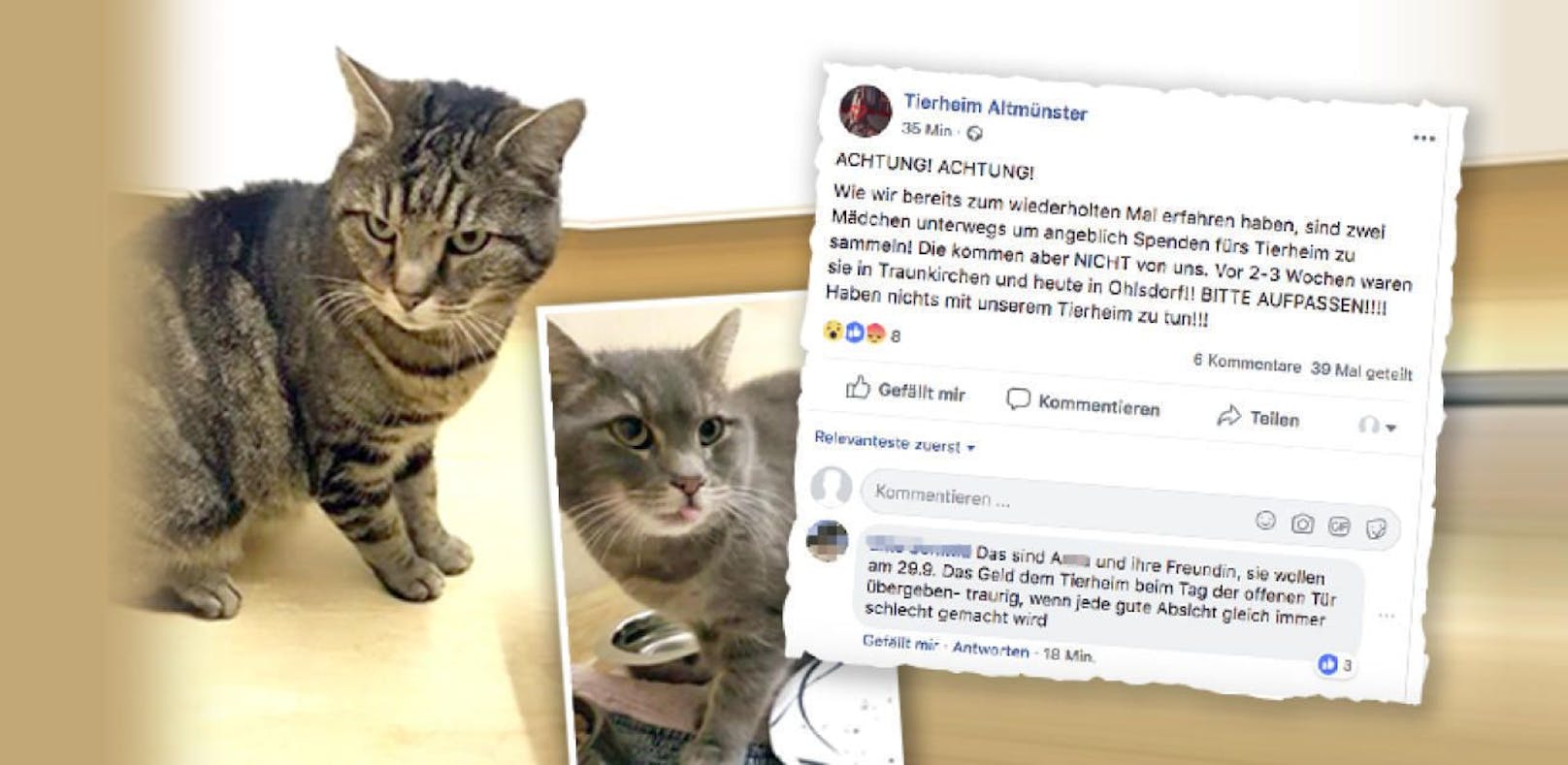 &quot;Bärli&quot; und &quot;Balu&quot; wurden aus dem Tierheim geholt. Mit dem gesammelten Geld wollte sich eine junge Tierfreundin beim Tierheim bedanken. Eine Userin klärte auf Facebook das ganze Missverständnis auf. 