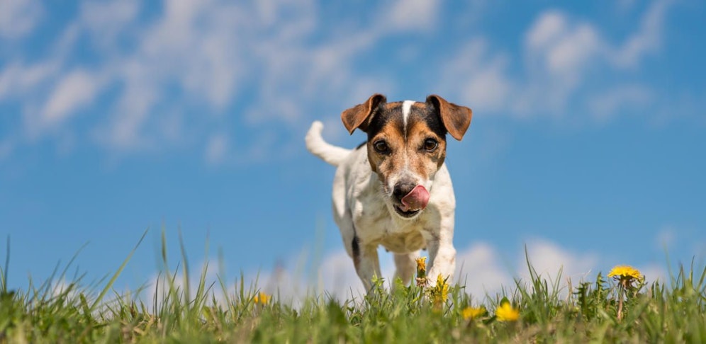 Stimmen Sie ab: Wer ist der süßeste Hund?
