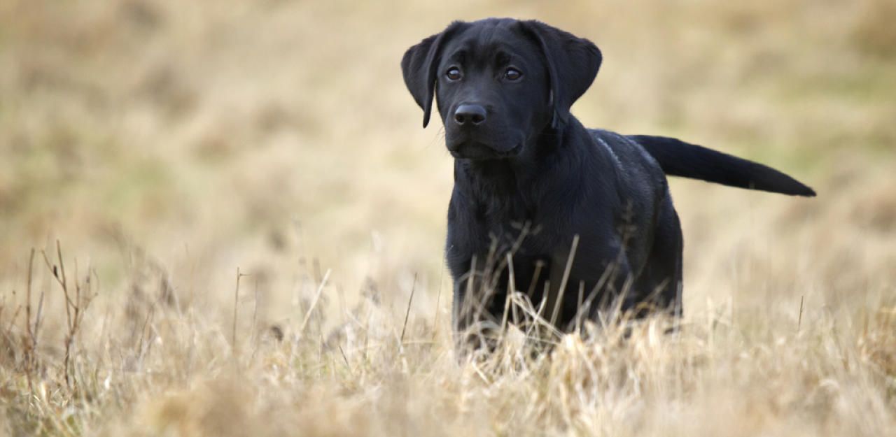 Heute.at - Schon wieder! Tierquäler vergiftet zwei Hunde