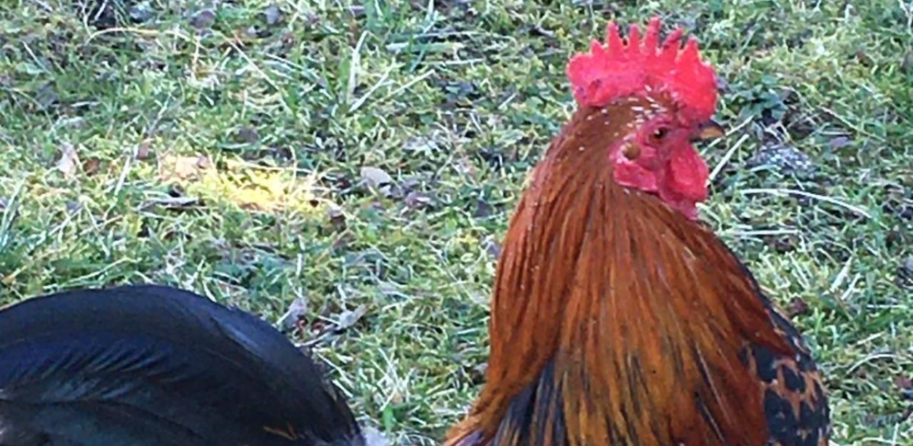 Heute.at - Schul-Gockel muss weg, weil er die Nachbarn nervt