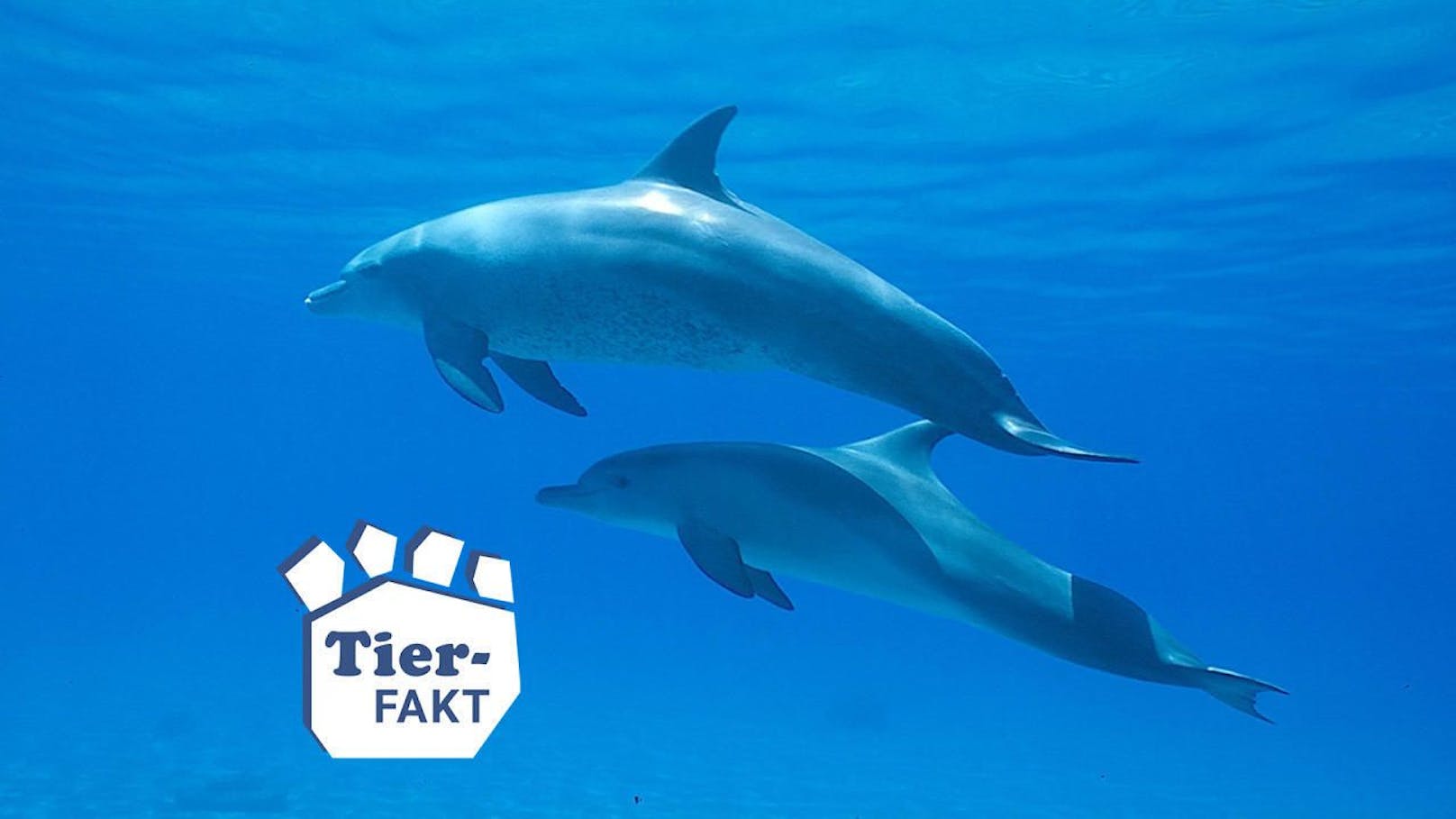 Delfine kommunizieren mit unterschiedlichen Lauten miteinander. Nicht alle sind für den Menschen hörbar. Ihr Name ist es jedoch. 