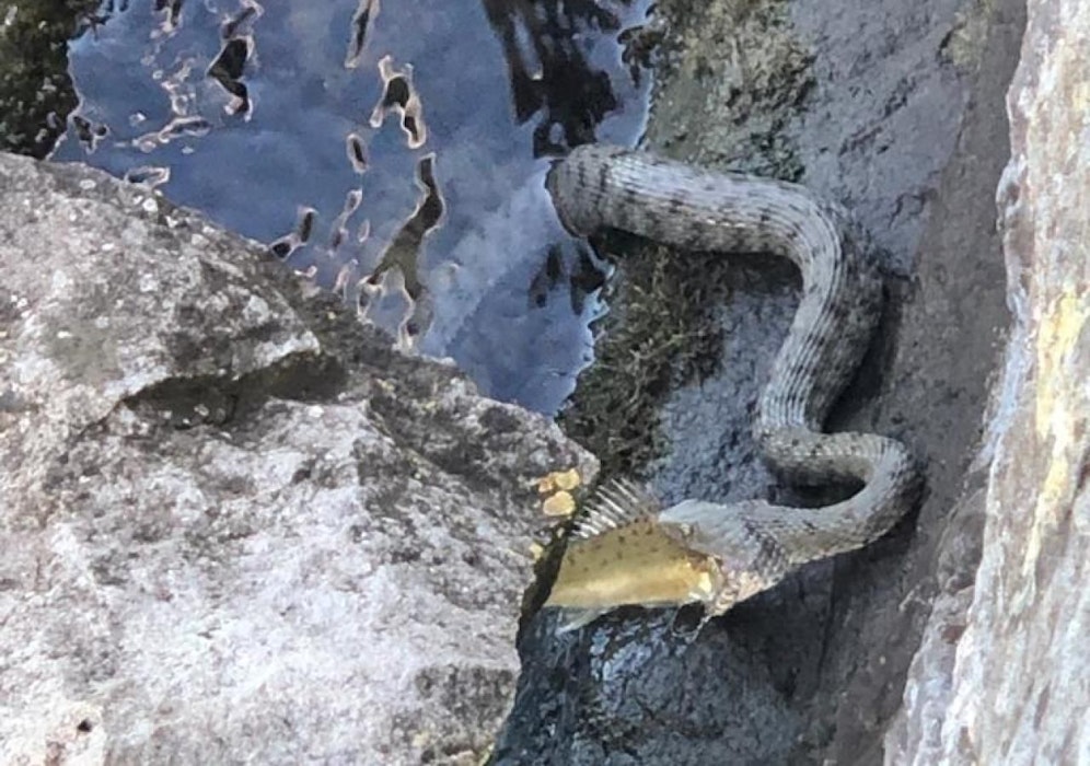 Aus dem Nichts sei das Tier mit einem Fisch im Maul aus dem Wasser aufgetaucht, sagt "20-Minuten"-Leserreporter Martin H.