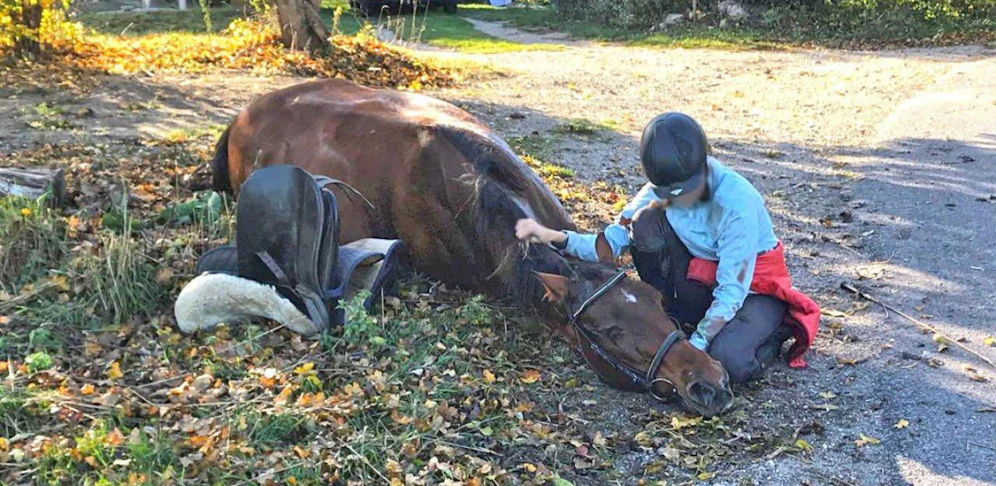 Das Pferd musste beruhigt und sediert werden.
