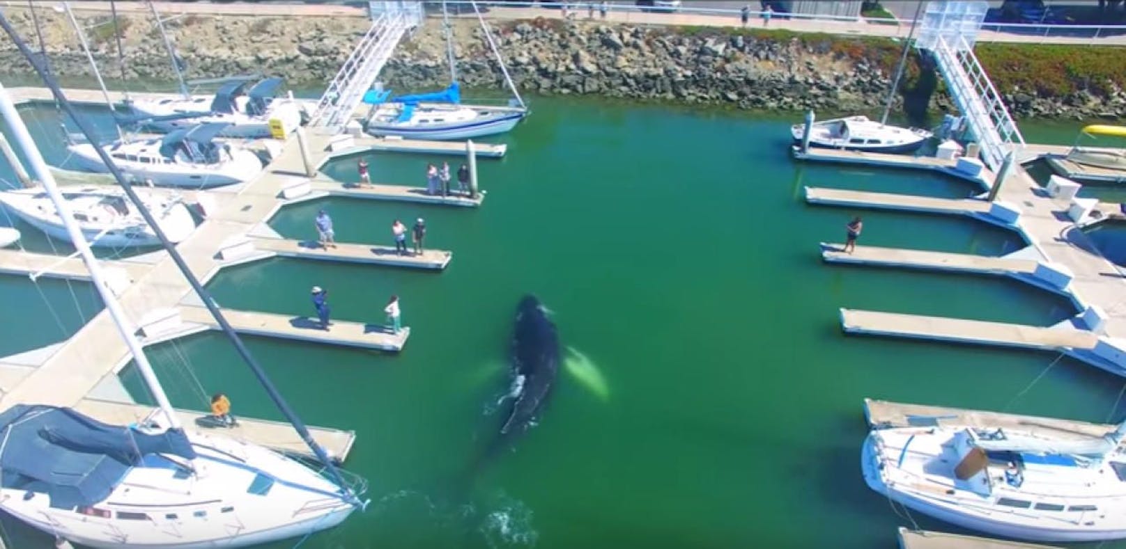 10 Meter Buckelwal verirrt sich in Hafen