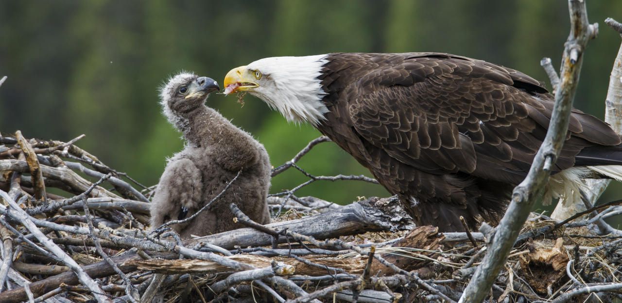 Heute.at - Wie ein kleiner Adler den Independence Day versaut